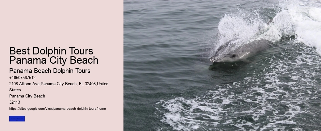 Do Dolphins Swim Humans To Shore