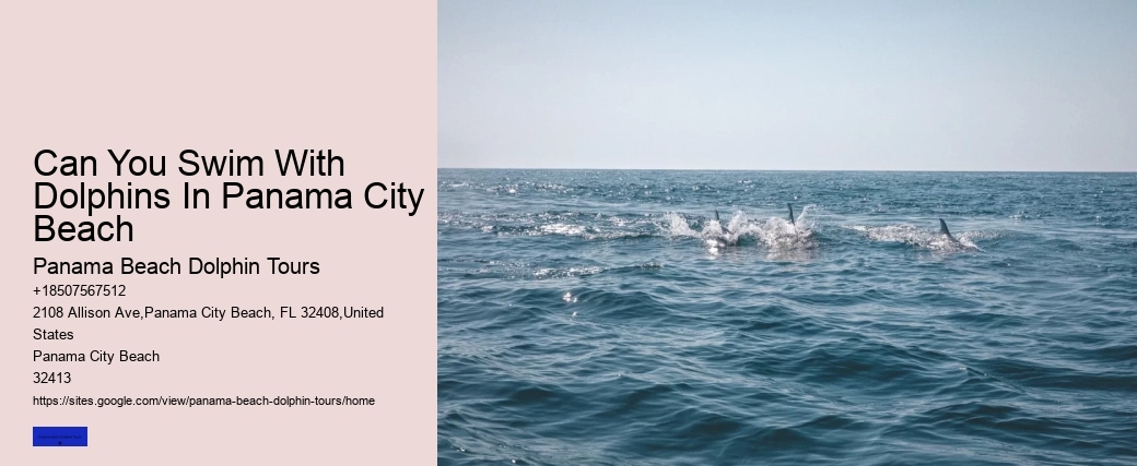 Can You Swim With Dolphins In Panama City Beach