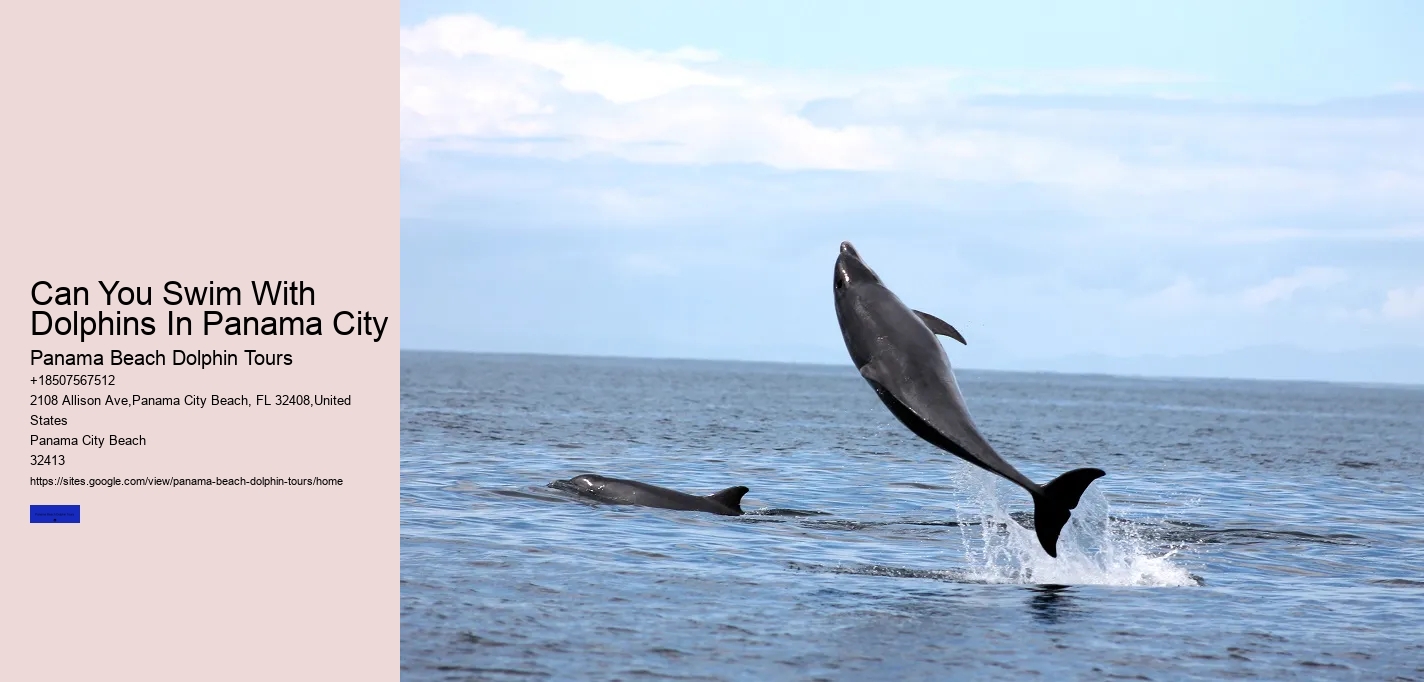 Can You Swim With Dolphins In Panama City