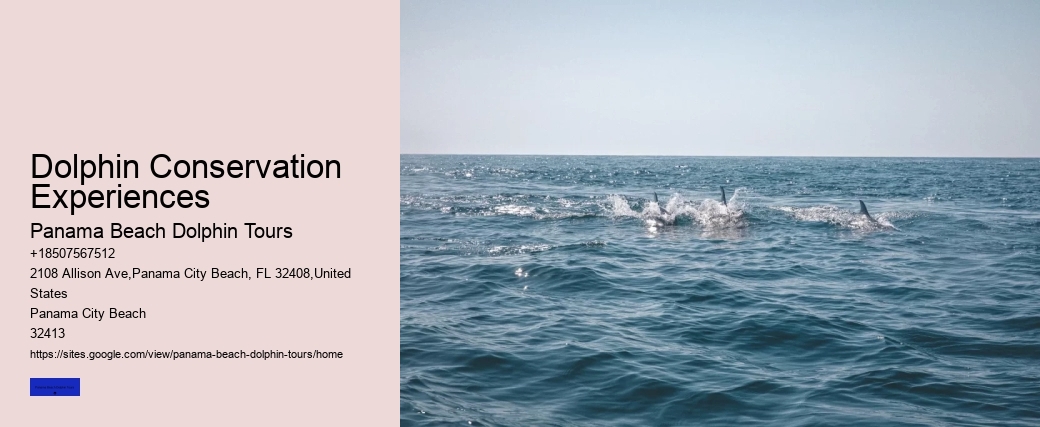Dolphin Conservation Experiences