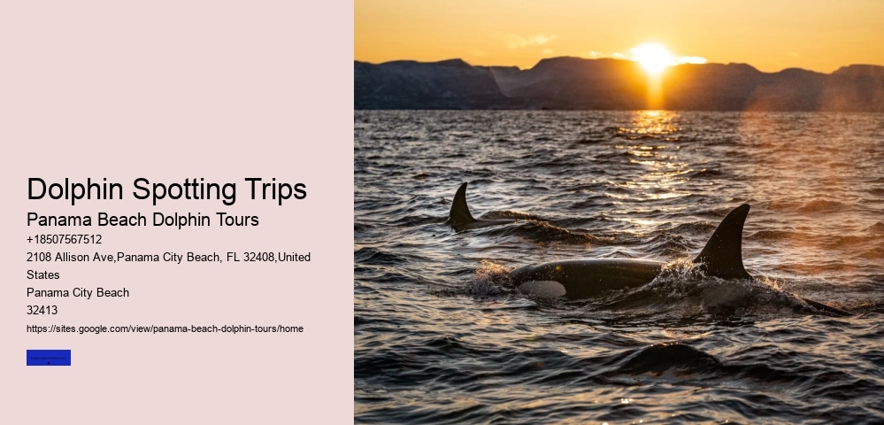 Dolphin Spotting Trips