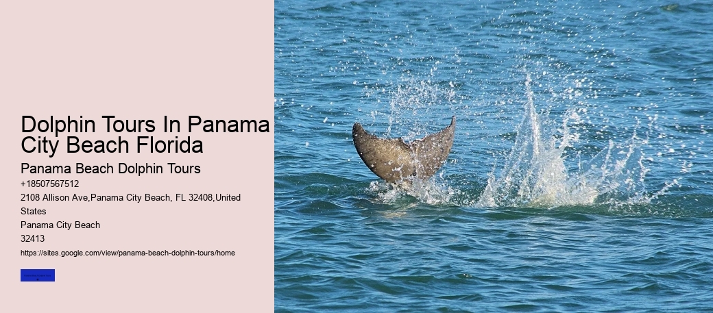 Dolphin Tours In Panama City Beach Florida