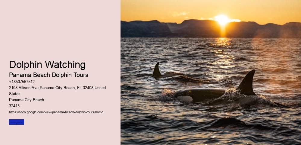 Dolphin Tours Panama City Beach Jet Ski