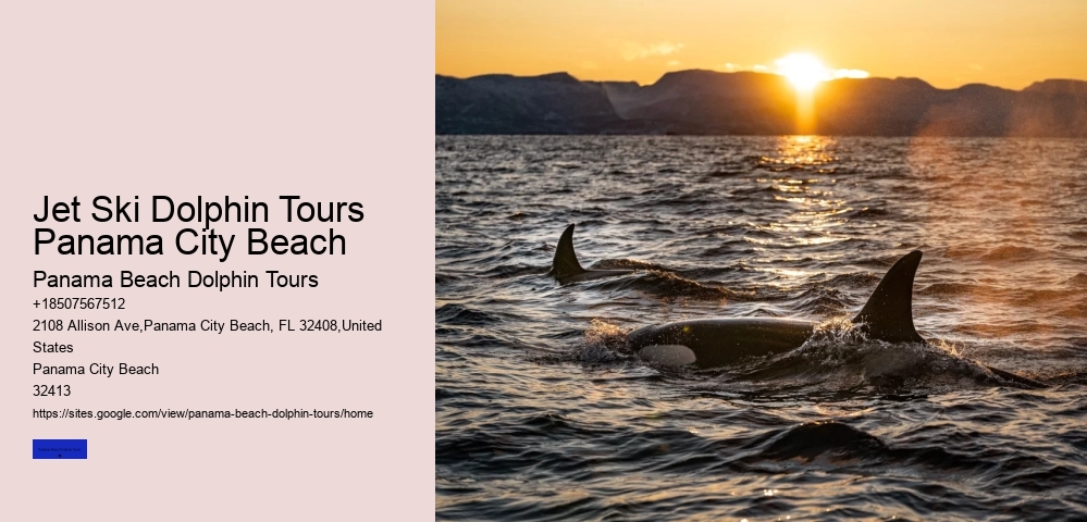 Dolphin Conservation Expeditions