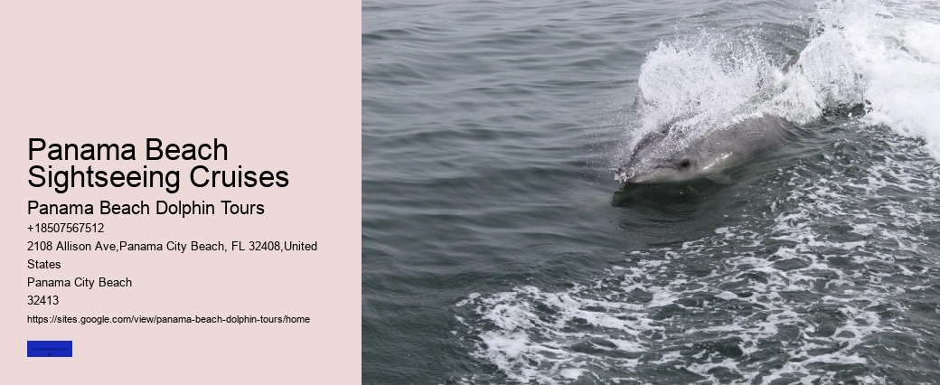 Things To Know For A Successful Dolphin Spotting