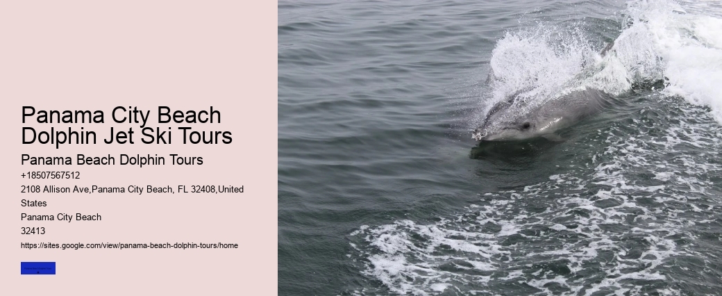 What Time Of Year Are Dolphins Most Active In Florida