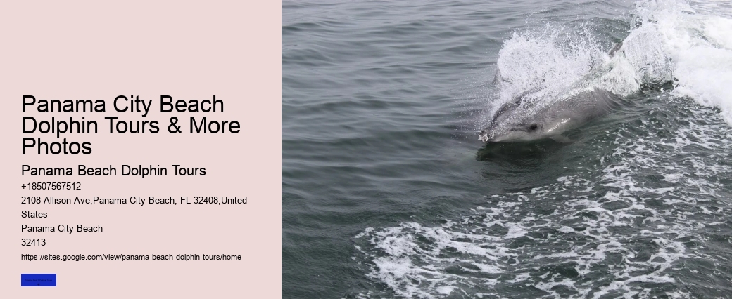 Can You Swim With Dolphins At Panama Beach